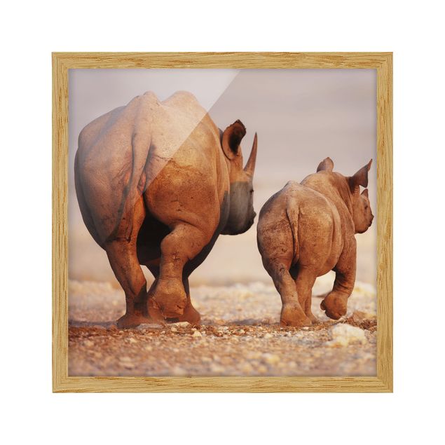 Tableaux encadrés animaux Rhinocéros errants