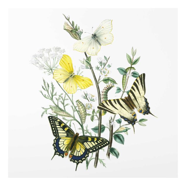 Tableau fleurs Papillons britanniques III
