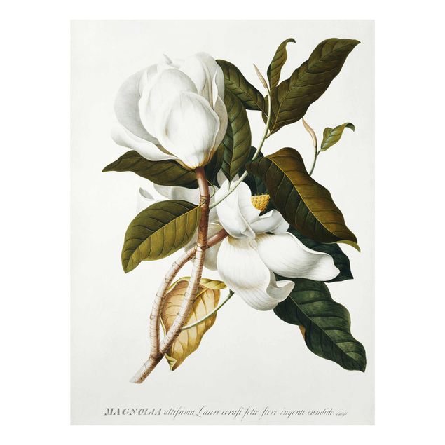 Tableaux modernes Georg Dionysius Ehret - Magnolia