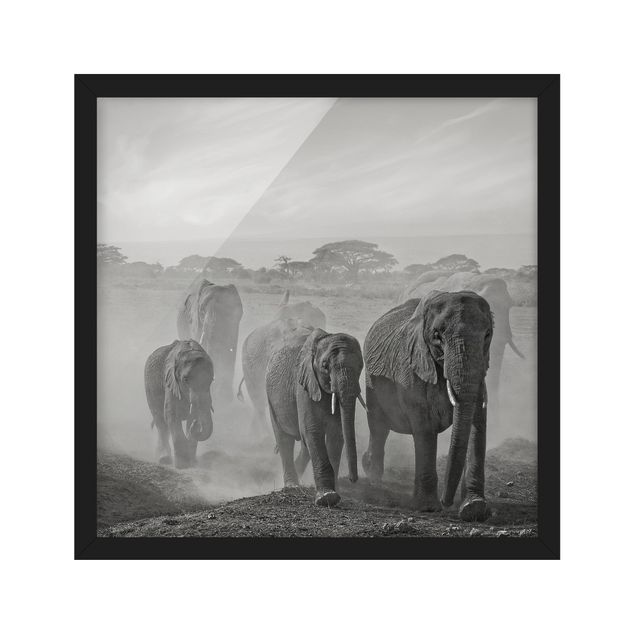 Tableaux encadrés noir et blanc Troupeau d'éléphants