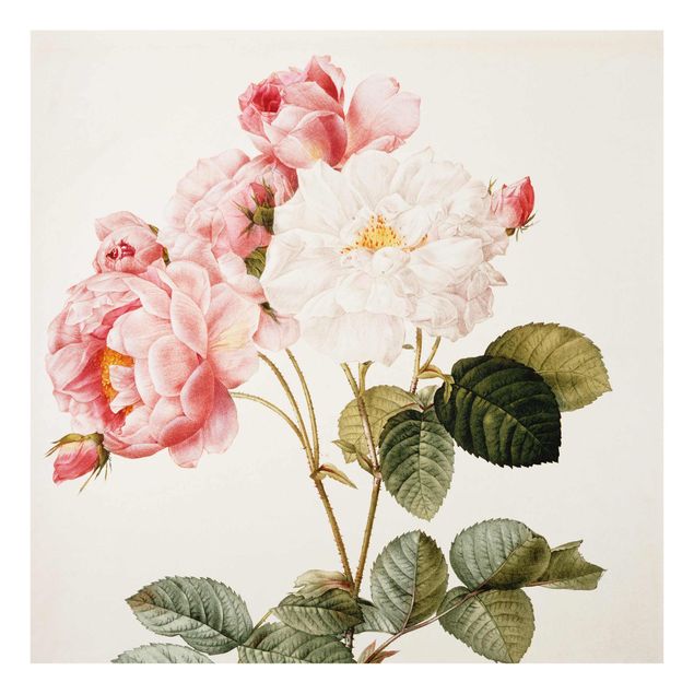 Tableaux en verre fleurs Pierre Joseph Redoute - Damascena Rose