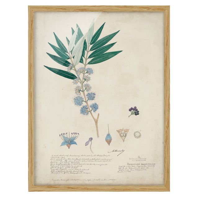 tableaux floraux Melastomataceae - Angustifolium