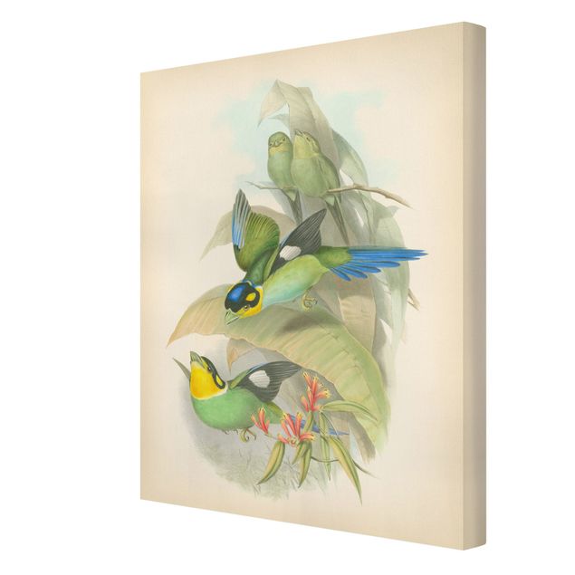 Tableau vert Illustration Vintage Oiseaux Tropicaux