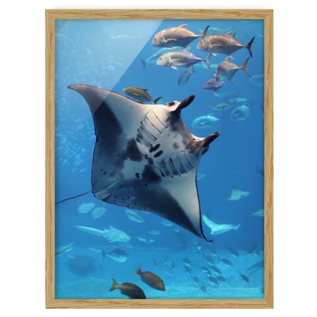 Tableaux modernes Manta Ray