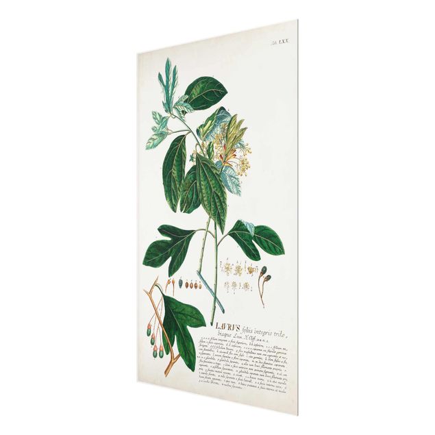 Tableaux muraux Illustration botanique vintage Laurel