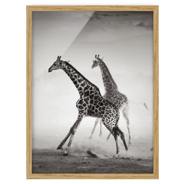 Tableaux encadrés animaux Girafes à la chasse