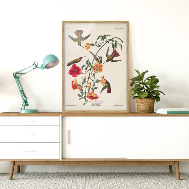 tableaux floraux Tableau Vintage Colibri mangue