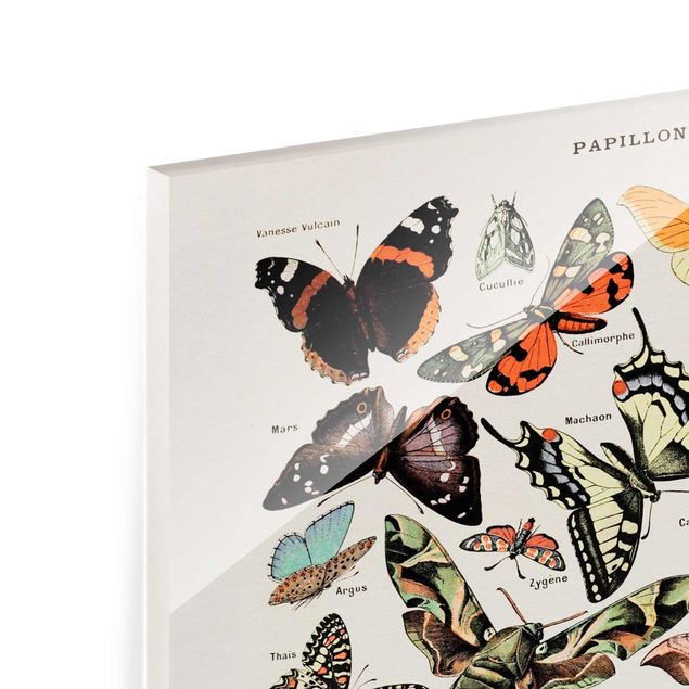 Tableau décoration Tableau Vintage Papillons et phalènes