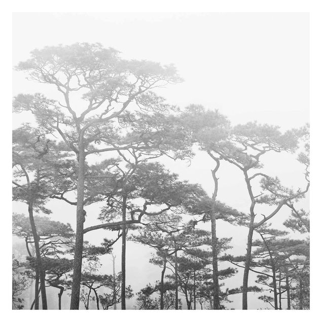 Papier peint adhésif forêt - Treetops In Fog Black And White