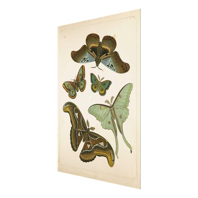 Tableau marron Illustration vintage Papillons Exotiques II