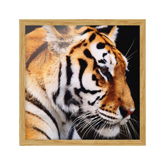 Tableaux modernes Beauté du tigre