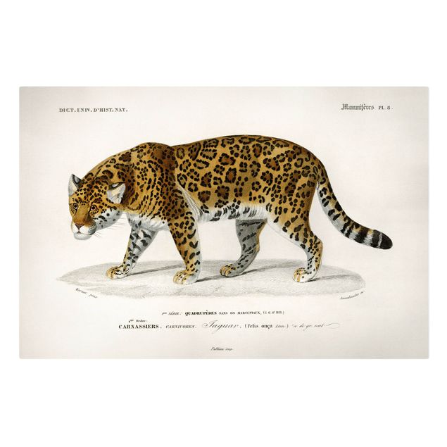 Toile tigre Tableau Botanique Jaguar
