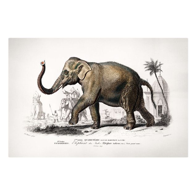 Cadre animaux Tableau Vintage Éléphant