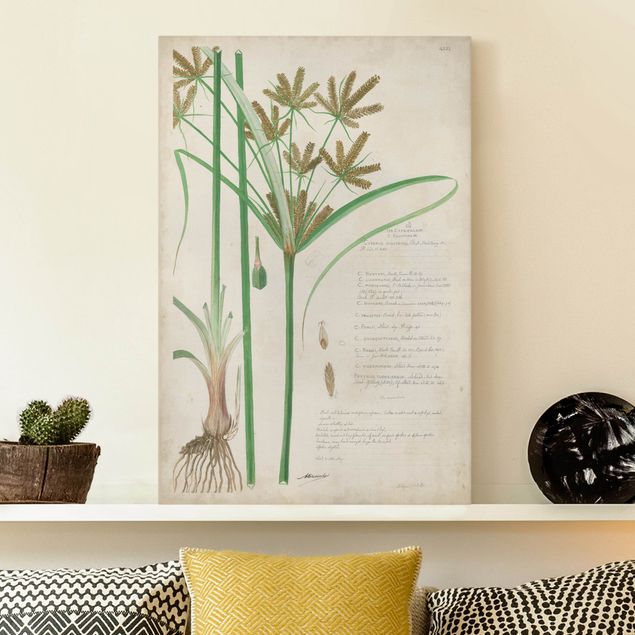 Tableaux sur toile avec herbes Dessin vintage botanique Herbes I