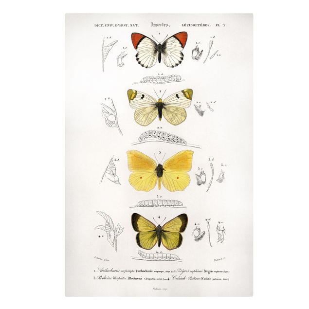 Tableau vintage Tableau Vintage Papillons II