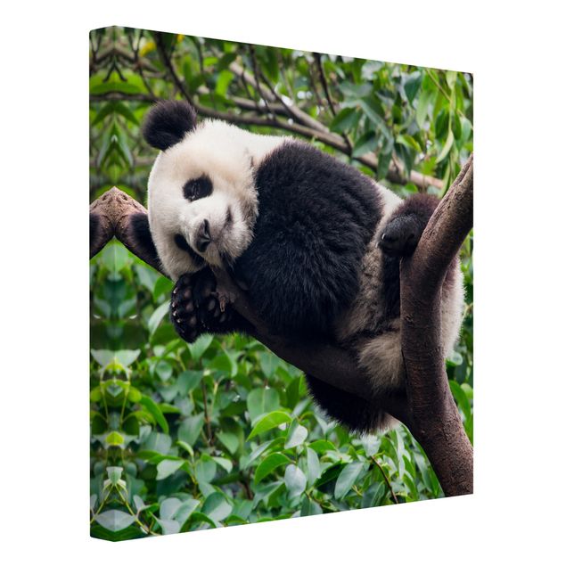 Tableau jungle Panda endormi sur une branche d'arbre