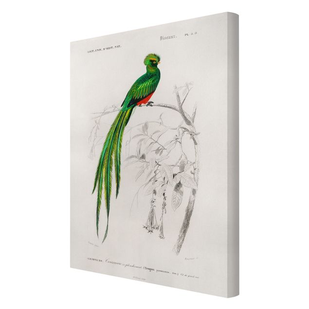Tableaux verts Tableau Vintage Oiseau Tropical I