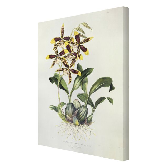 Tableaux fleurs Maxim Gauci - Orchidée II