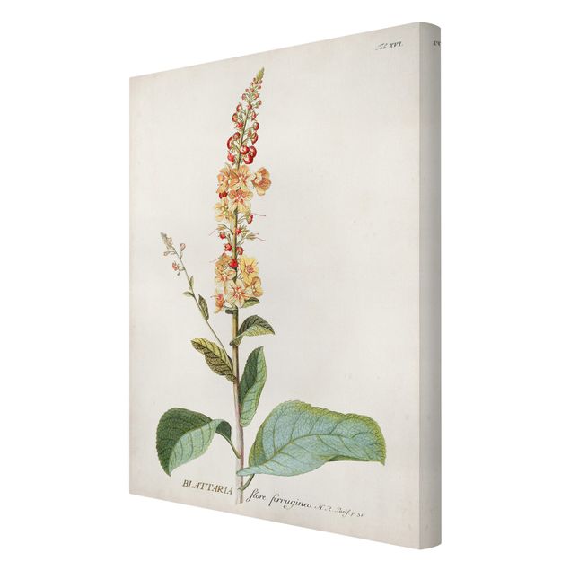 Tableaux Illustration botanique vintage Mullein