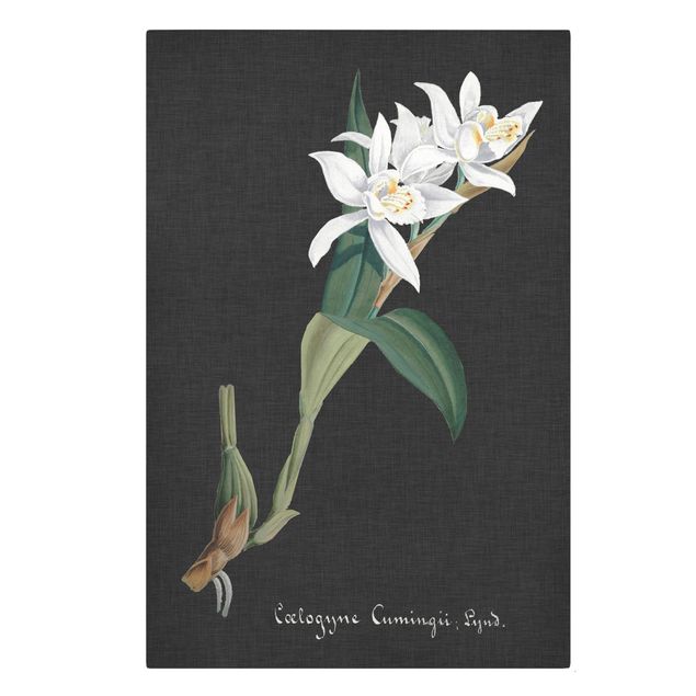 Tableaux vintage Orchidée blanche sur lin II