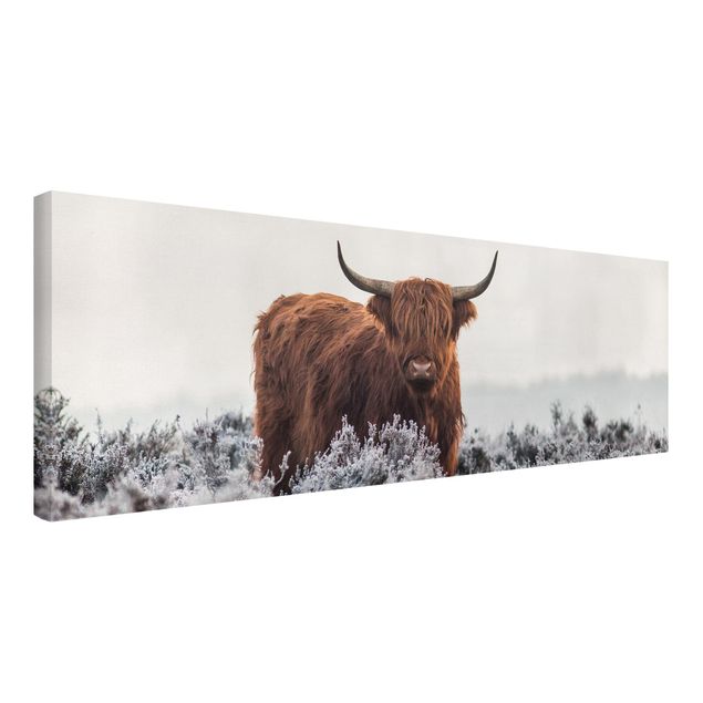 Toile imprimée animaux Bison dans les Highlands
