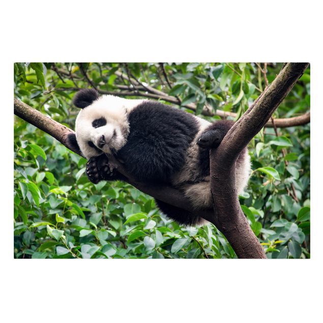 Tableau panda Panda endormi sur une branche d'arbre