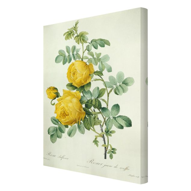 Tableau vintage Pierre Joseph Redoute - Sulfurea Rose