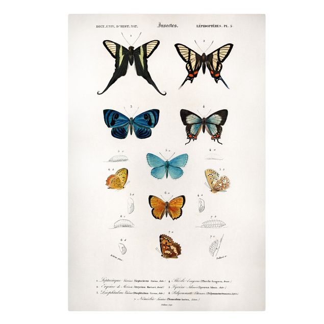 Tableaux vintage Tableau Vintage papillons I