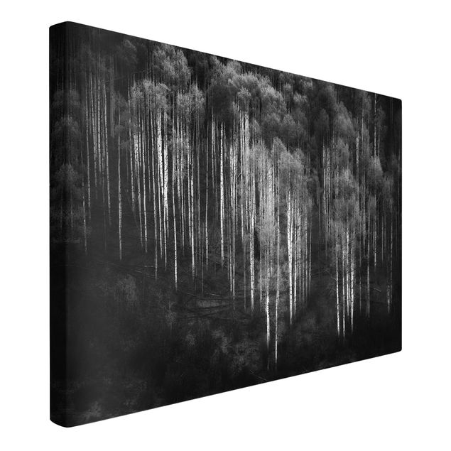 Tableaux sur toile en noir et blanc Forêt de bouleaux à Aspen