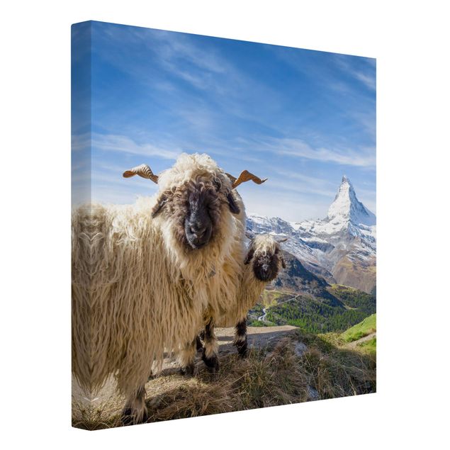 Toile paysage montagne Moutons à nez noir de Zermatt