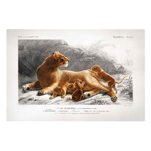 Tableau toile afrique Tableau Botanique Lionne et Lionceaux