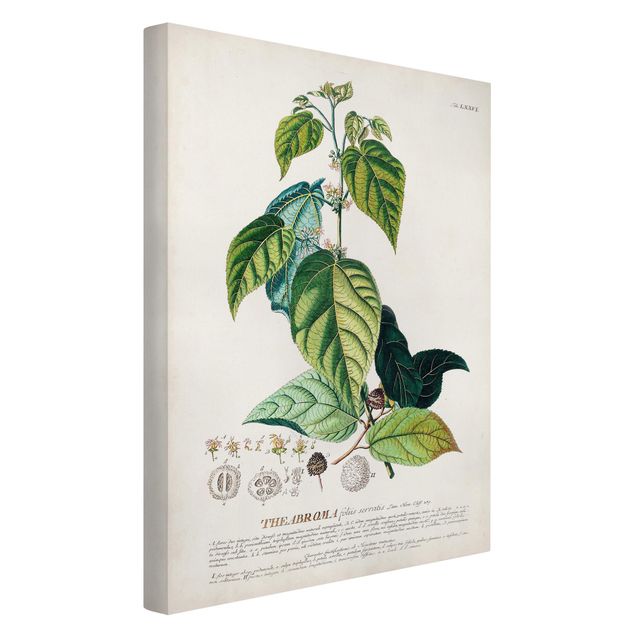 Tableau floral Illustration vintage botanique Cacao