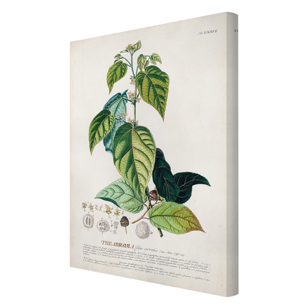 Tableau décoration Illustration vintage botanique Cacao