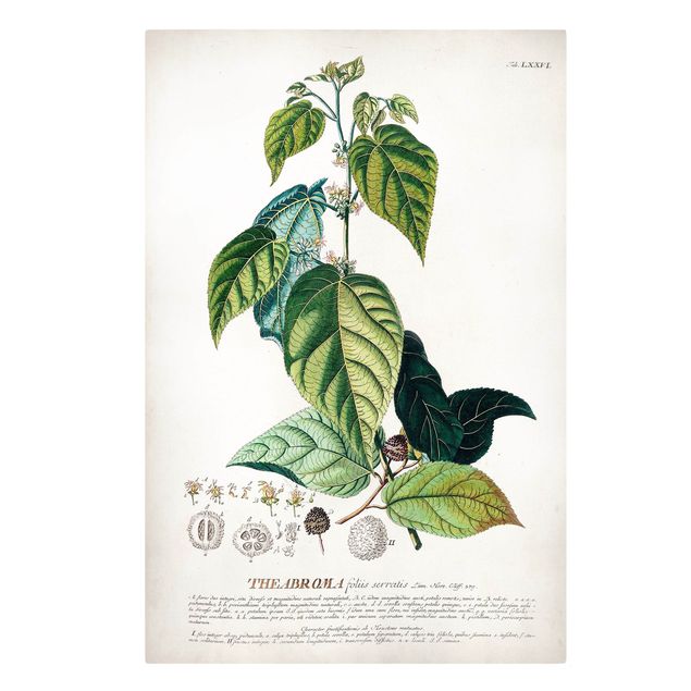 Tableau vert Illustration vintage botanique Cacao