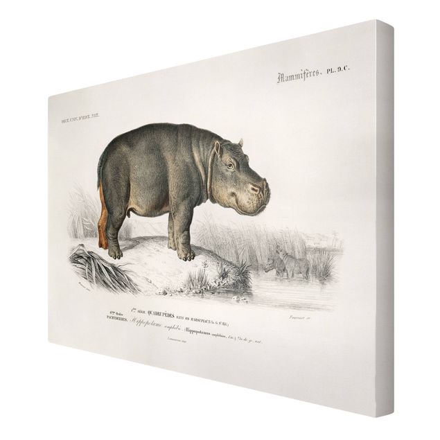 Tableaux animaux Tableau Vintage hippopotame