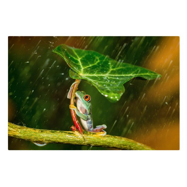 Tableau animaux Grenouille sous la pluie