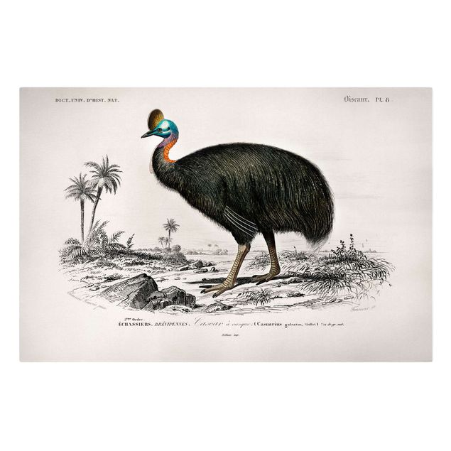 Tableau deco nature Tableau Vintage Emu