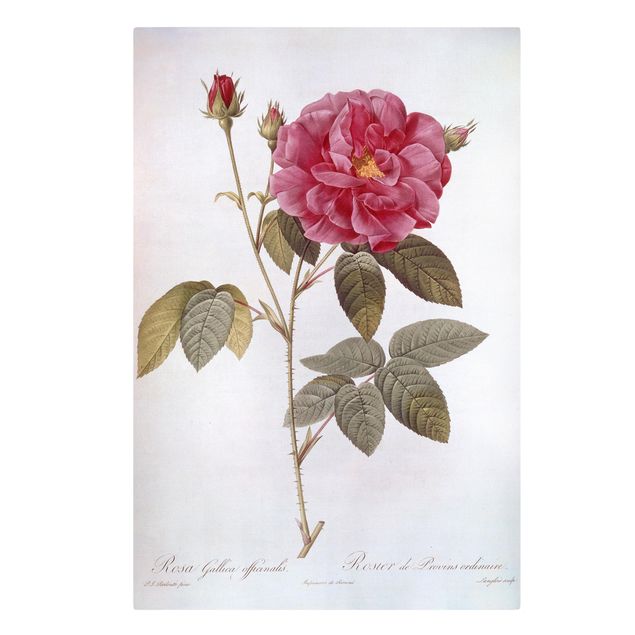 Tableaux fleurs Pierre Joseph Redoute - Rose d'apothicaire