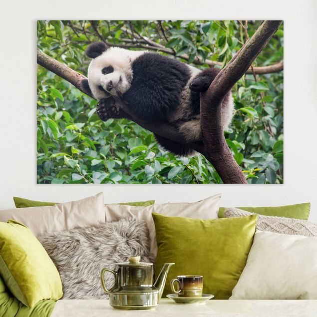 Déco murale cuisine Panda endormi sur une branche d'arbre