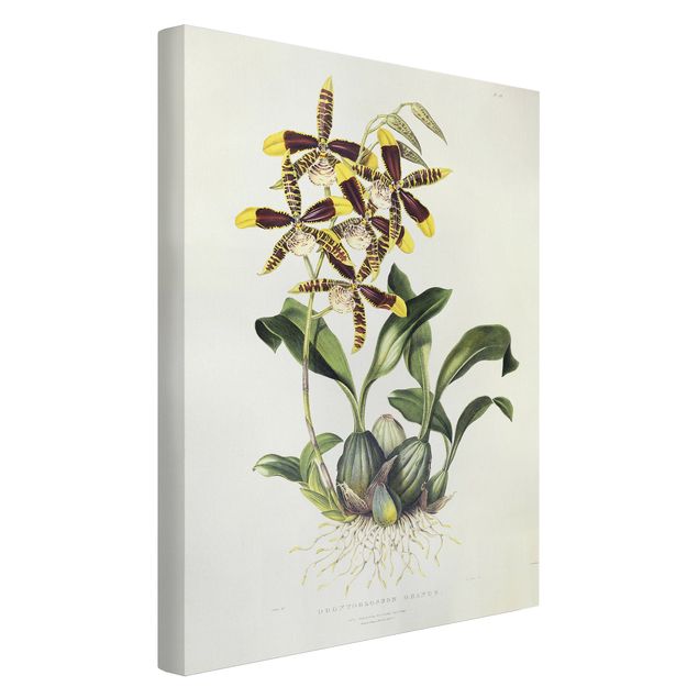 Toile orchidées Maxim Gauci - Orchidée II