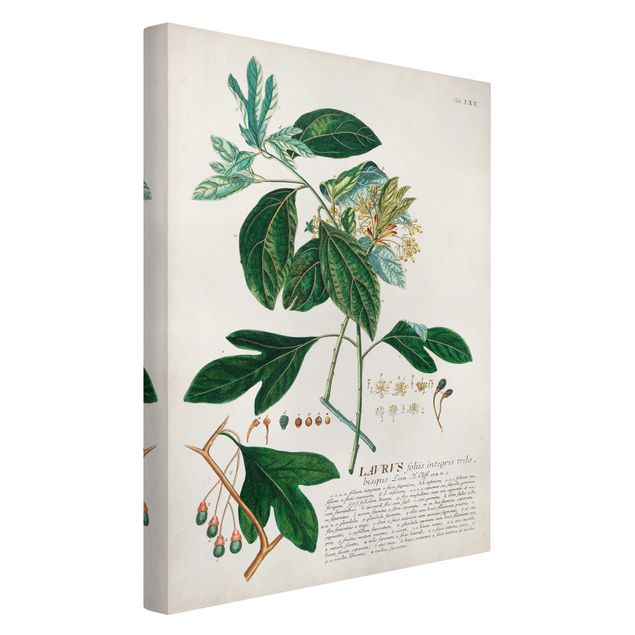 Tableaux florals Illustration botanique vintage Laurel