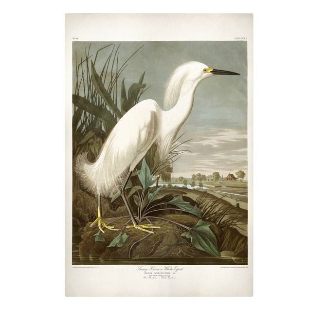 Tableaux oiseaux sur toile Tableau Vintage Héron blanc I