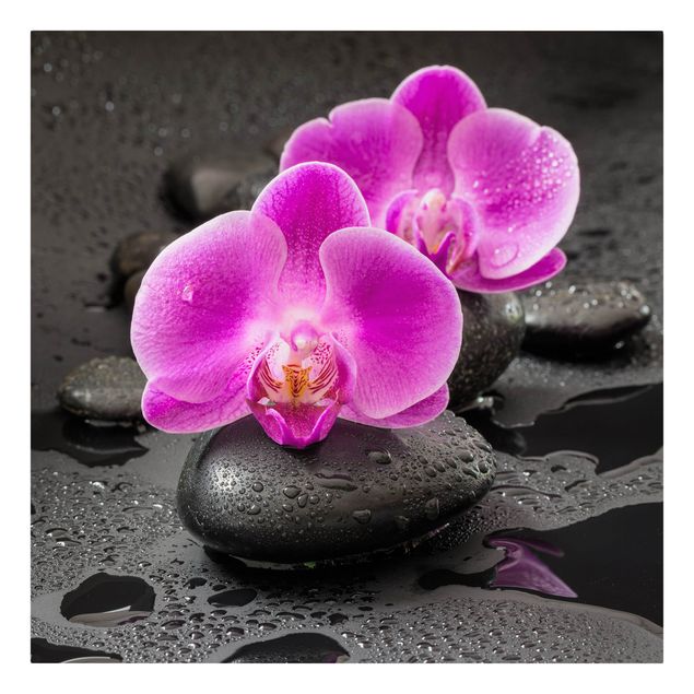 Tableaux moderne Fleur Orchidée Rose sur Pierres avec Gouttes