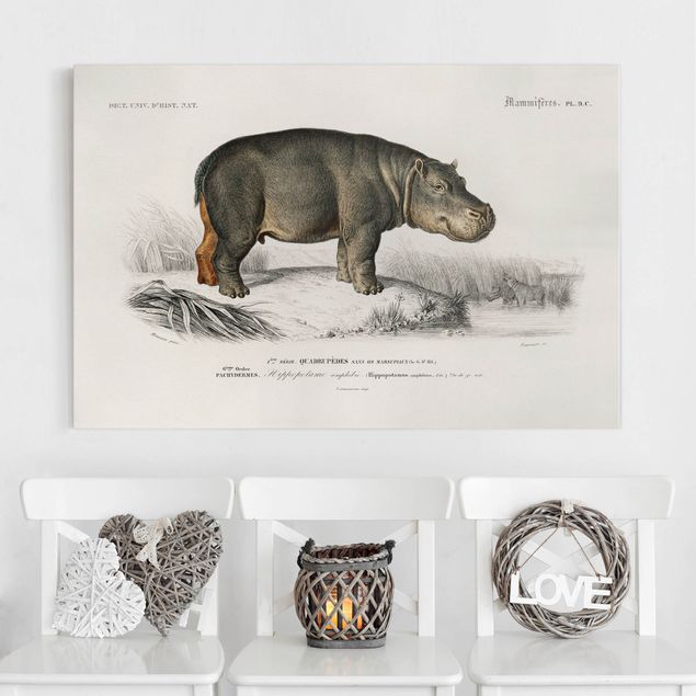Décorations cuisine Tableau Vintage hippopotame
