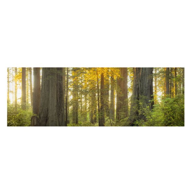 Tableau nature Parc national Redwood