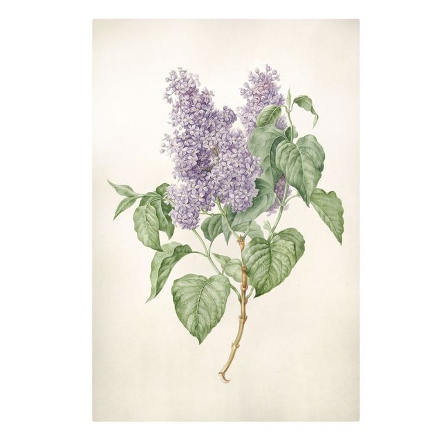 Tableaux florals Maria Geertruyd Barber-Snabilie - Lilas