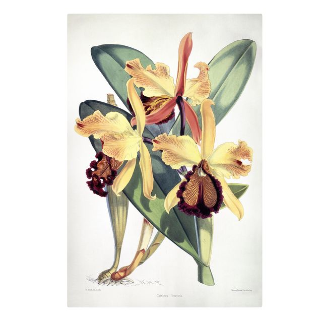 Tableaux fleurs Walter Hood Fitch - Orchidée