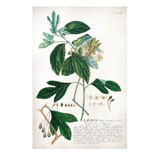 Tableaux sur toile avec épices & herbes Illustration botanique vintage Laurel