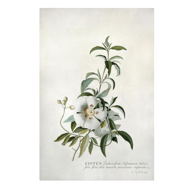 tableaux floraux Georg Dionysius Ehret - Ciste