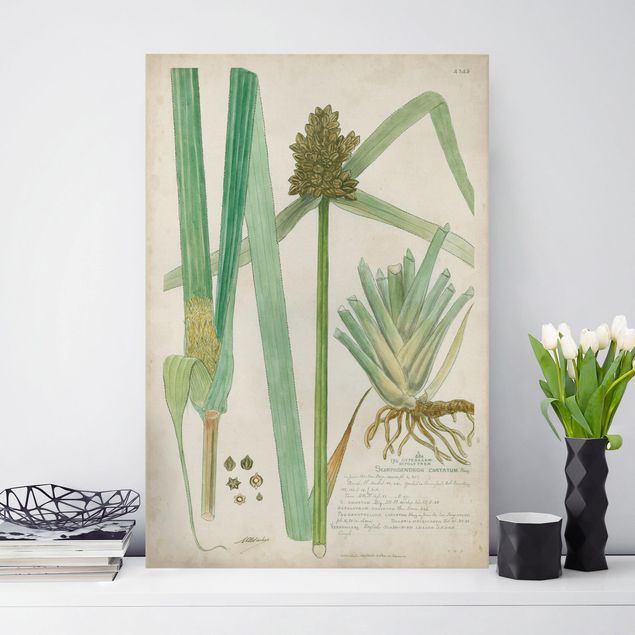 Tableaux sur toile avec herbes Dessin botanique vintage Herbes III